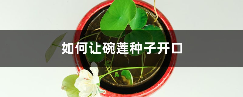 如何让碗莲种子开口(让碗莲种子快速开口方法)