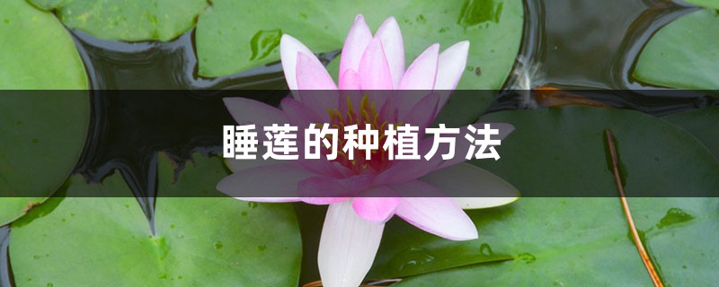 睡莲如何养植 (睡莲的种植方法)
