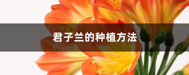 君子兰的种植方法 (君子兰养植技巧)